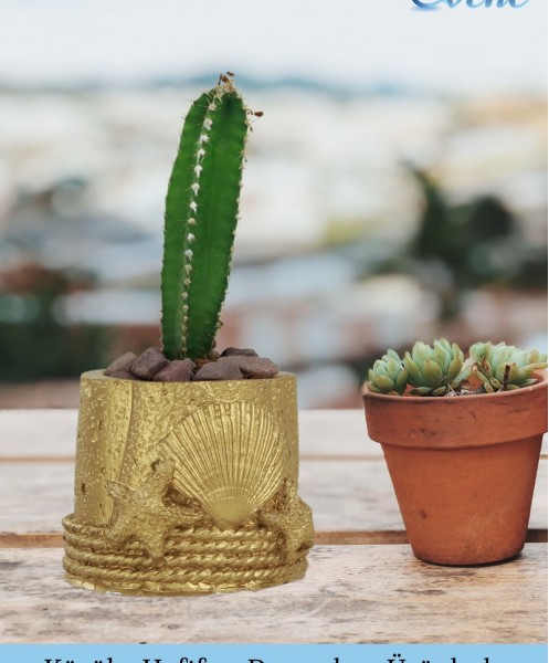 Mini Çiçek Saksı Küçük Sukulent Altın Kaktüs Saksısı Deniz Yıldızlı Kabuklu Model